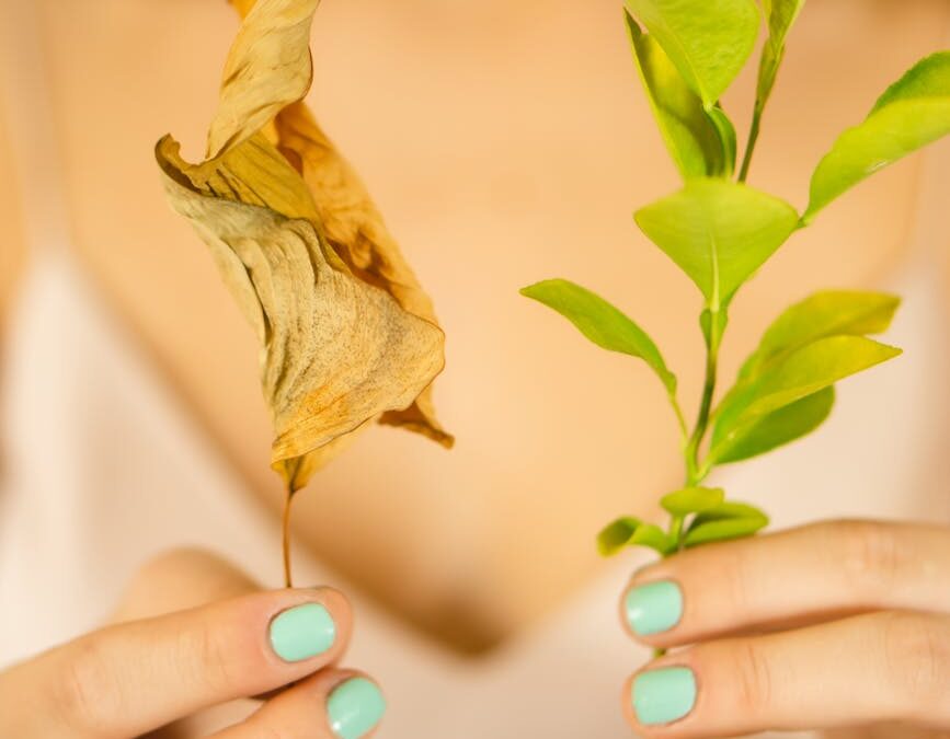 crop woman with dry leaf and plant seedling
