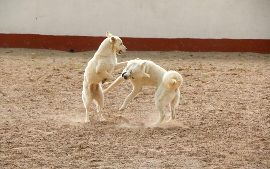 two white dogs playfully fighting in yard